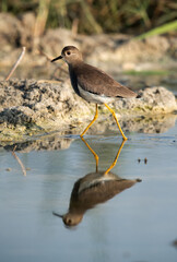 White-tailed Lapwing and reflection on water, Bahrain
