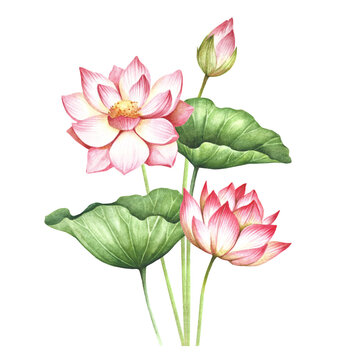Composition with lotus. Hand draw watercolor illustration.