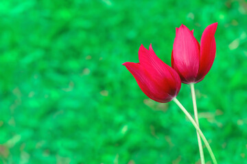 red tulips against the background of green grass