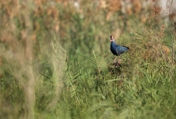 A pair of Swamphen at Alba Marsh, Bahrain
