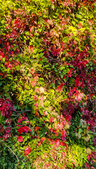 autumn leaves background