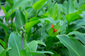 The colorful plants and flowers on the island of Madagascar
