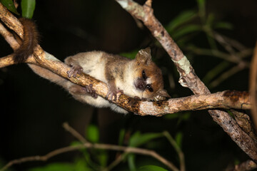 A mouse lemur moves along the branches of a tree