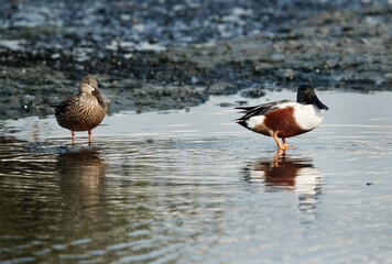 Northern Shovelers, male and female, Tubli bay, Bahrain