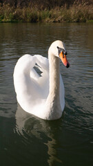 White swan on the lake.
