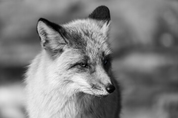 The fox carefully looks at me, tilting her head to the side.