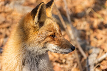 Fox head in profile in a spring forest against a background of dry grass and shrubs on the Russian island in Vladivostok.