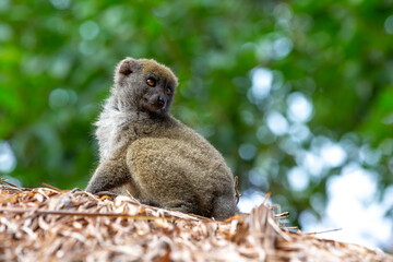 Portrait of a bamboo lemur in its natural environment © 25ehaag6