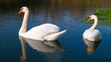 Swans on the blue lake.