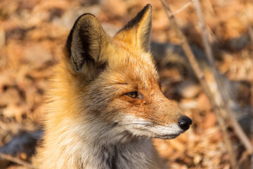 Fox head in profile in a spring forest against a background of dry grass and shrubs on the Russian island in Vladivostok.