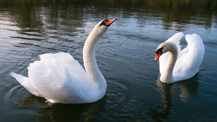 Two adult white swans on a water.
