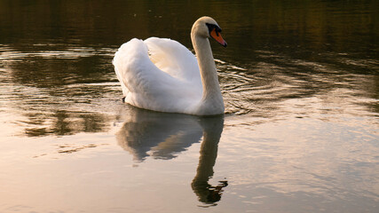 White swan and its reflection on the water at sunset.