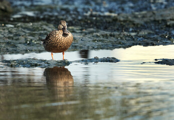 Northern Shoveler female, Bahrain