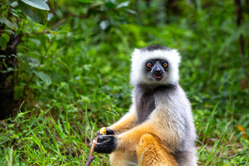 Obraz premium A diademed sifaka in its natural environment in the rainforest on the island of Madagascar