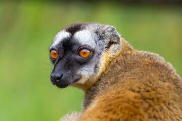 Fototapeta premium Portrait of a brown maki, a close up of a funny lemur