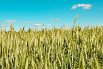 Obraz premium field of wheat