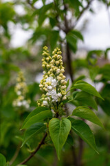 white flowers in the garden