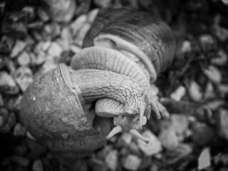Obraz premium Escargots amoureux
