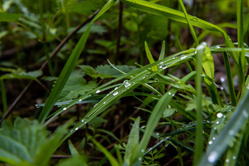 dew drops on grass