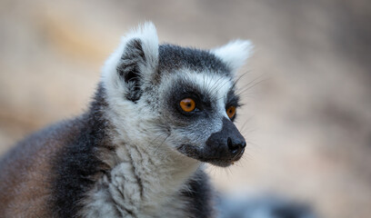 A portrait of a ring-tailed lemur in close-up © 25ehaag6