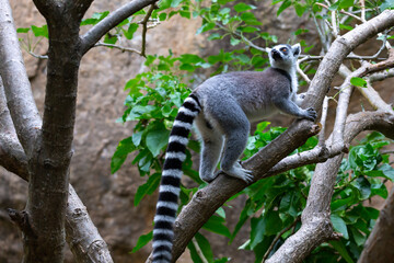 A ring-tailed lemur in its natural environment