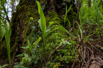 green grass growing in the forest