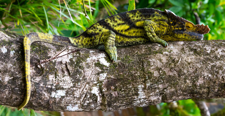 A chameleon moves along a branch in a rainforest in Madagascar
