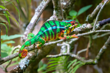 A chameleon moves along a branch in a rainforest in Madagascar