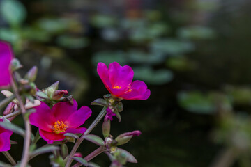 macro of some purple flowers on black background
