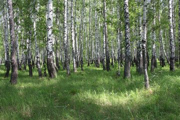 birch forest in summer in Siberia with green grass and tall trees