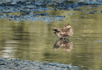 Eurasian Teal preening