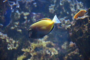 Fototapeta na wymiar Tropical fish in aquarium, Frankfurt am Main (Germany)