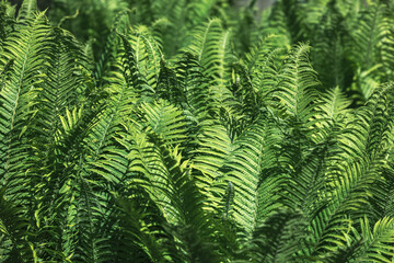 Natural floral fern background