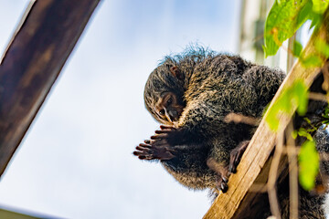 White-Faced Saki, (Pithecia Pithecia), small monkey is sitting on the wooden wall and looking to his hands.