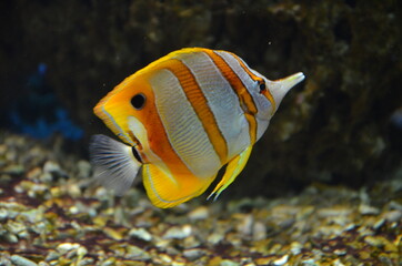 Tropical fish in aquarium, Frankfurt am Main (Germany)