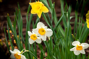 Fototapeta premium Spring Tulips and Daffodils after the Rain with Raindrops on them
