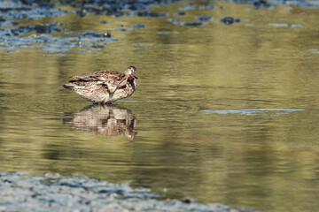 Common Teal at Tubli bay, Bahrain