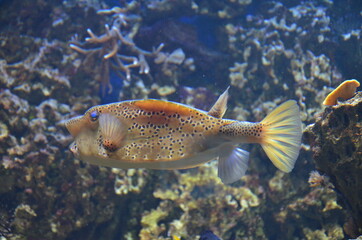 Tropical fish in aquarium, Frankfurt am Main (Germany)