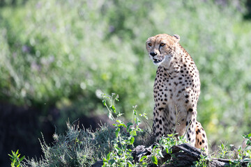 Wild Cheetah watching on her next hunt 