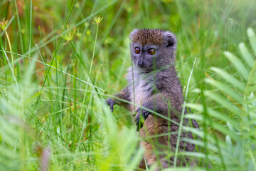 A bamboo lemur between the tall grass looks curious © 25ehaag6