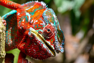 Colorful chameleon on a branch in a national park on the island of Madagascar