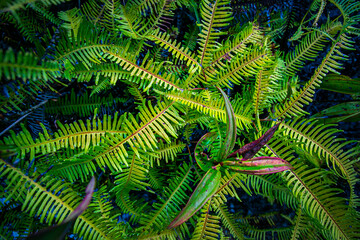green fern leaves