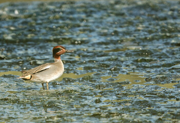 Common Teal at Tubli, Bahrain