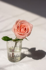 One light pink rose stands in a faceted Soviet glass in the setting sun, casting a shadow