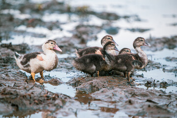 family of ducks