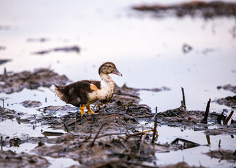 duck in snow