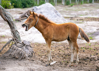 horse and foal in the field