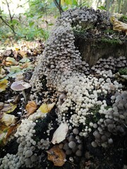 Coprinellus disseminatus, fairy bonnet mushrooms growing on a dead tree. Fairy inkcap.
