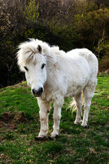 Naklejka na ściany i meble White pony in the spring nature, Brdárka Slovakia