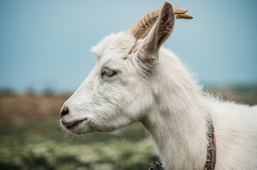 Side view close up portrait of a beautiful, friendly white goat with golden eyes, ears up, looking to the side